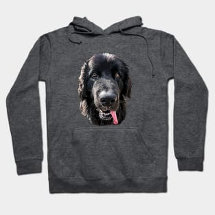 Newfoundland Bright Beauty Hoodie